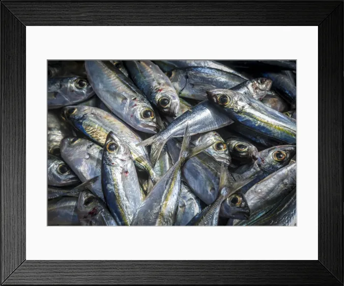 Framed Print : africa, Cape Verde, Sal. Santa Maria. Fresh fish Framed Print : africa, Cape Verde, Sal. Santa Maria. Fresh fish