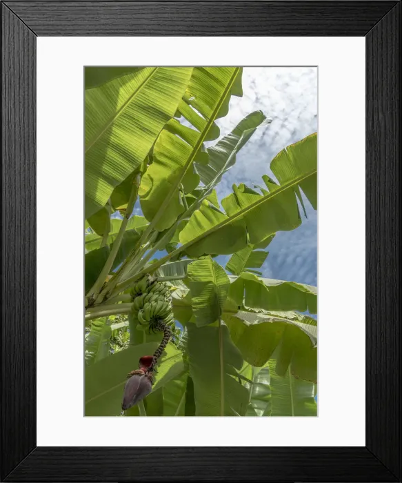 Framed Print : africa, Cape Verde, Santo Antao. Banana plant with flower