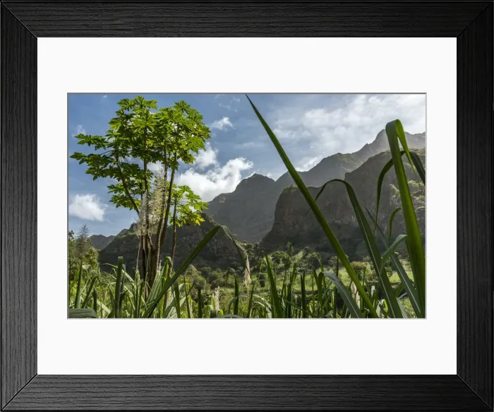 Framed Print : africa, Cape Verde, Santo Antao. Sugar cane and papaya in the Paul Valley Framed Print : africa, Cape Verde, Santo Antao. Sugar cane and papaya in the Paul Valley