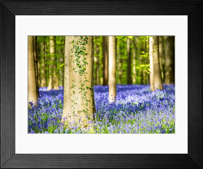 Framed Print : Belgium, Hallerbos, beech forest in Belgium full of blue bells flowers Framed Print : Belgium, Hallerbos, beech forest in Belgium full of blue bells flowers