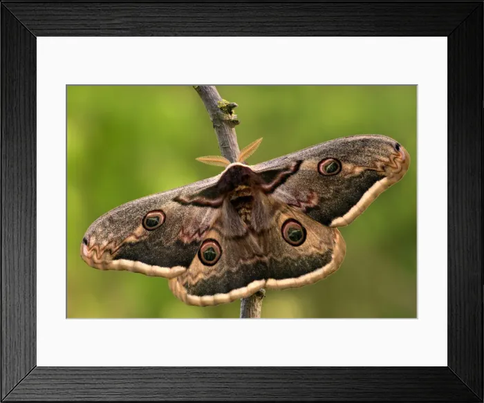 Framed Print : Saturnia pyri, Casareggio, Liguria, Italy Framed Print : Saturnia pyri, Casareggio, Liguria, Italy