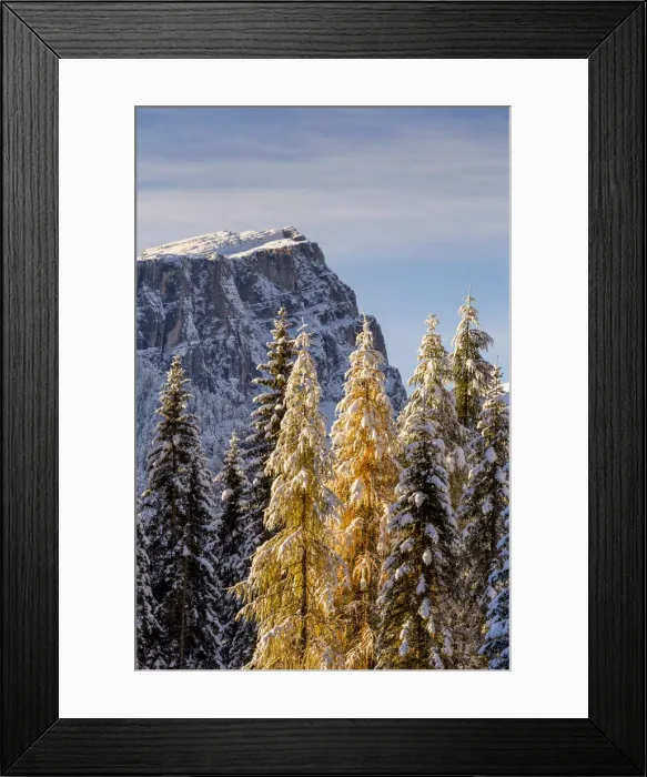 Framed Print : Trees loads of snow in the early morning light, Cortina d Ampezzo, Belluno district Framed Print : Trees loads of snow in the early morning light, Cortina d Ampezzo, Belluno district