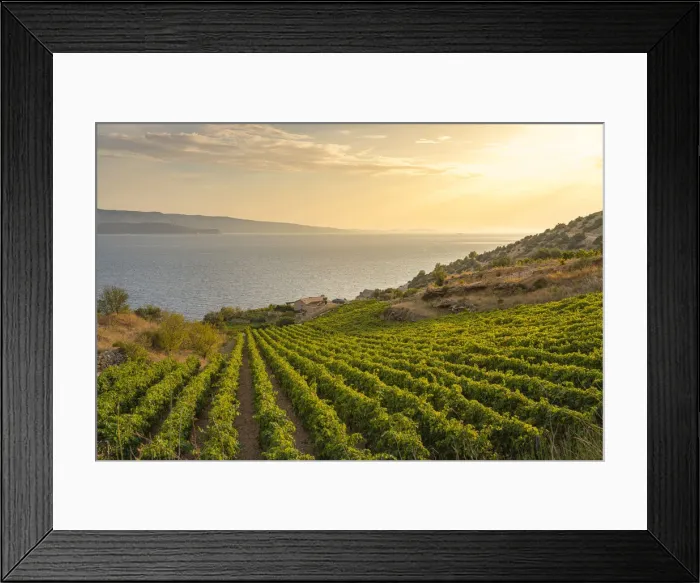 Framed Print : Vineyards at sunset and Adriatic sea in the background, in summer Framed Print : Vineyards at sunset and Adriatic sea in the background, in summer