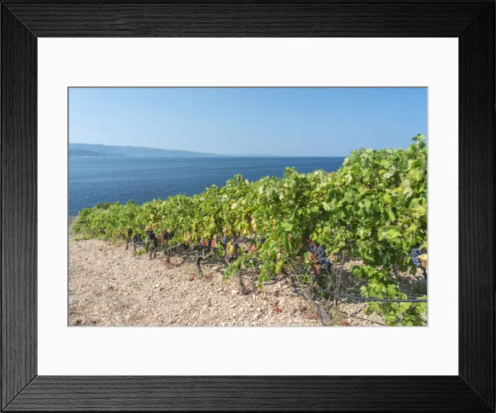 Framed Print : Vineyards and Adriatic sea in the background, in summer. Murvica, Bol, Brac island Framed Print : Vineyards and Adriatic sea in the background, in summer. Murvica, Bol, Brac island