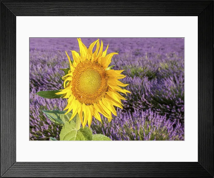 Framed Print : France, Provence Alps Cote d Azur, Haute Provence, Plateau of Valensole. Lavender Framed Print : France, Provence Alps Cote d Azur, Haute Provence, Plateau of Valensole. Lavender