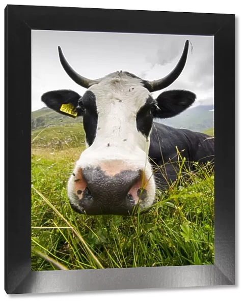 Friend cow (Val Soana, Gran Paradiso National Park)