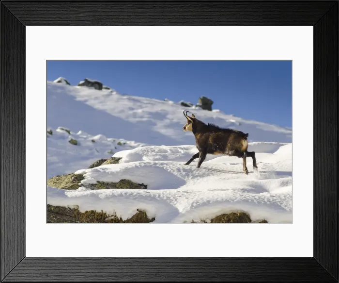 Framed Print : A male of chamois runs over the first winters snow. (Valsavarenche, Aosta Valley) Framed Print : A male of chamois runs over the first winters snow. (Valsavarenche, Aosta Valley)