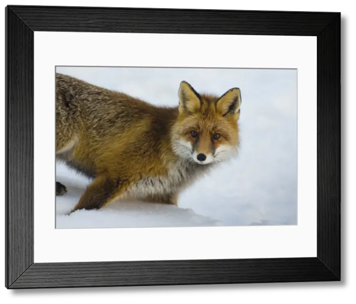 Framed Print : A fox in the snow of first wintertime. (Valsavarenche, Aosta Valley) Framed Print : A fox in the snow of first wintertime. (Valsavarenche, Aosta Valley)