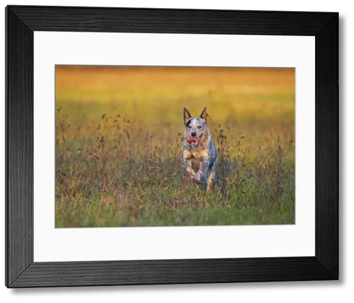 Framed Print : Milano province, Lombardy, Italy, Europe. An australian cattle dog is running free Framed Print : Milano province, Lombardy, Italy, Europe. An australian cattle dog is running free