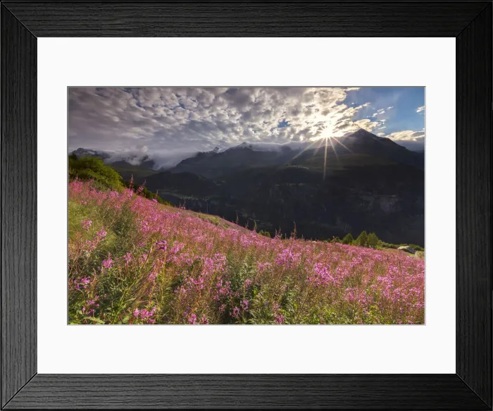 Framed Print : First sun light on Willowherb (epilobium) blooming, Starleggia, Spluga valley Framed Print : First sun light on Willowherb (epilobium) blooming, Starleggia, Spluga valley
