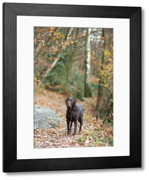 Framed Print : Verbania, Piedmont, Italy, Europe. A chocolate labrador retriever is standing on a