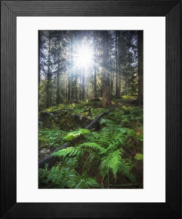 Framed Print : Falzarego Pass, Veneto, Italy. Into the woods Framed Print : Falzarego Pass, Veneto, Italy. Into the woods
