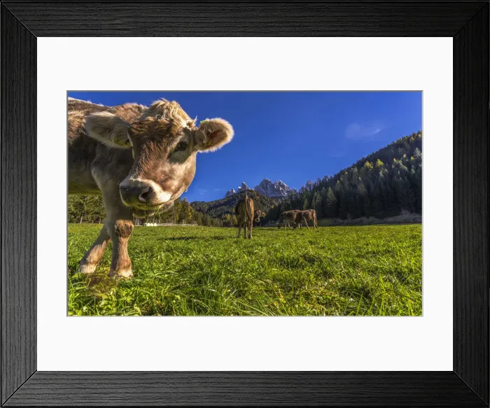 Framed Print : St. Johann in Ranui, Val di Funes, Trentino Alto Adige, Italy. Grazing cows Framed Print : St. Johann in Ranui, Val di Funes, Trentino Alto Adige, Italy. Grazing cows
