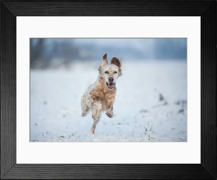 Framed Print : Lombardy, Italy, Europe. An english setter dog is running on a snow covered field