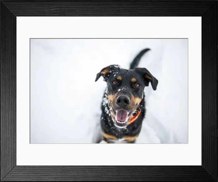 Framed Print : Milano province, Lombardy, Italy, Europe. Portrait of a black and tan dog covered in snow Framed Print : Milano province, Lombardy, Italy, Europe. Portrait of a black and tan dog covered in snow
