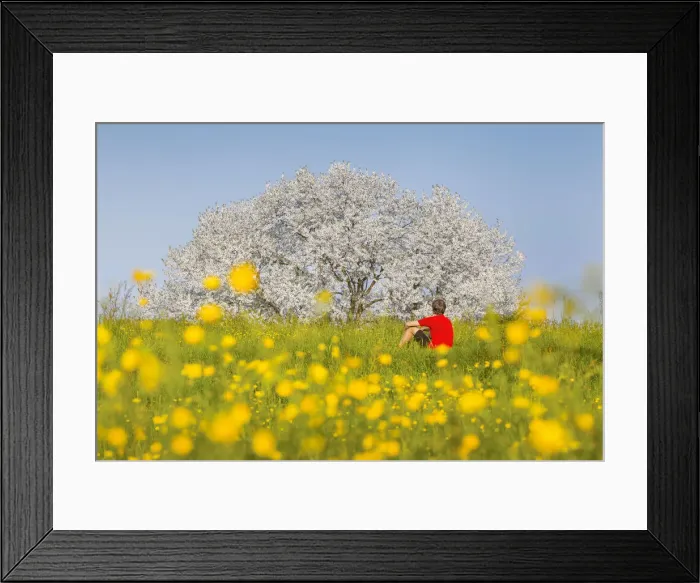 Framed Print : Man sitting on a meadow to look the most biggest cherry tree in Italy in a spring time Framed Print : Man sitting on a meadow to look the most biggest cherry tree in Italy in a spring time