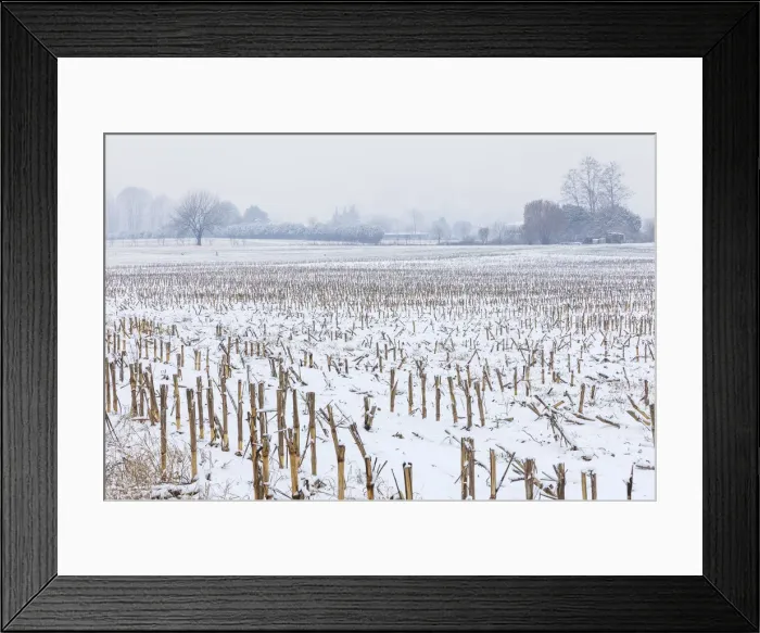 Framed Print : Fields of maize after a rare snowfall, Como province, Lombardy, Italy, Europe Framed Print : Fields of maize after a rare snowfall, Como province, Lombardy, Italy, Europe