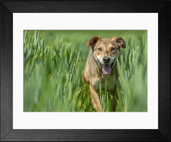 Framed Print : Lombardy, Italy, Europe. Close up of a mongrel dog walking through wheat Framed Print : Lombardy, Italy, Europe. Close up of a mongrel dog walking through wheat