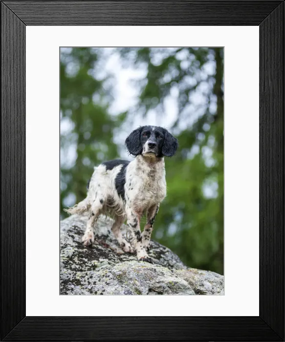 Framed Print : Val di Rabbi, Trento province, Trentino Alto Adige, Italy, Europe Framed Print : Val di Rabbi, Trento province, Trentino Alto Adige, Italy, Europe