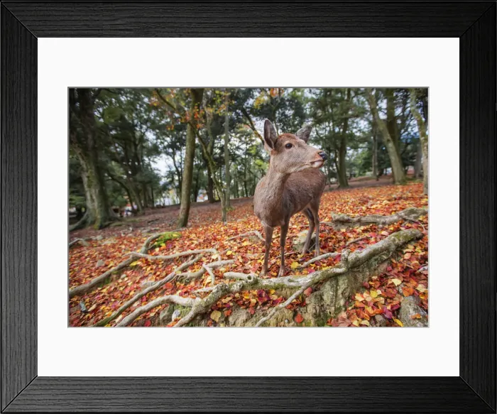 Framed Print : Sika deer in Nara, Honshu, Japan Framed Print : Sika deer in Nara, Honshu, Japan