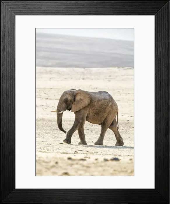 Framed Print : A desert elephant in Purros, Northern Namibia Framed Print : A desert elephant in Purros, Northern Namibia