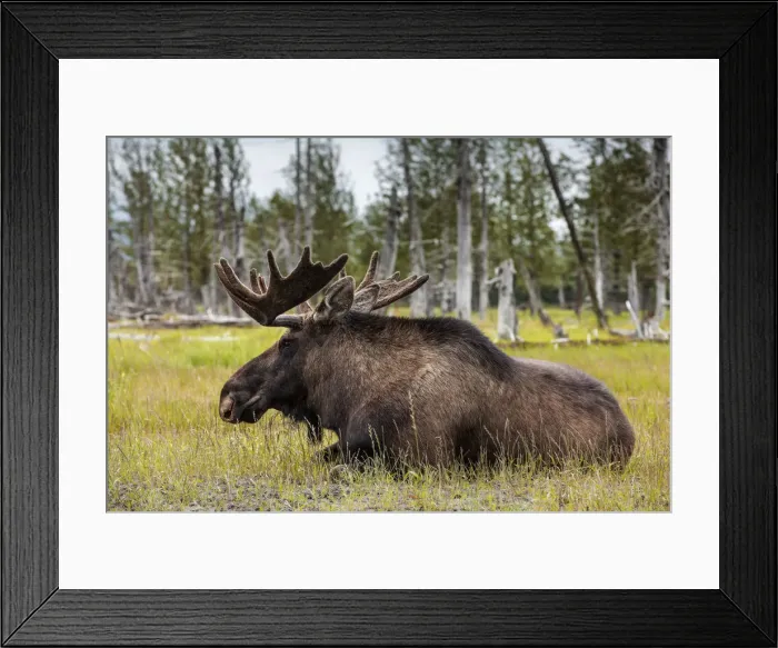 Framed Print : Kenai peninsula, Alaska Framed Print : Kenai peninsula, Alaska