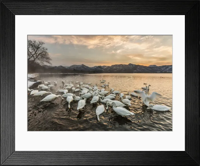 Framed Print : Whooper swans in Lake Kussharo, Hokkaido, Japan