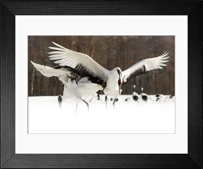Framed Print : Red crowned cranes, Tsurui, Hokkaido, Japan Framed Print : Red crowned cranes, Tsurui, Hokkaido, Japan