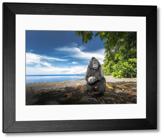 Framed Print : Black crested macaque, Tangkoko National Park, Northern Sulawesi, Sulawesi, Indonesia