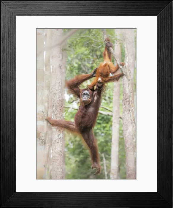 Framed Print : Bornean orangutan (pongo abelii), Tanjung Puting National Park, Southern Kalimantan Framed Print : Bornean orangutan (pongo abelii), Tanjung Puting National Park, Southern Kalimantan