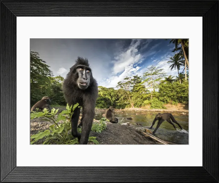 Framed Print : Sulawesi black crested macaques (macaca nigra), Tangkoko National Park; Northern Sulawesi Framed Print : Sulawesi black crested macaques (macaca nigra), Tangkoko National Park; Northern Sulawesi