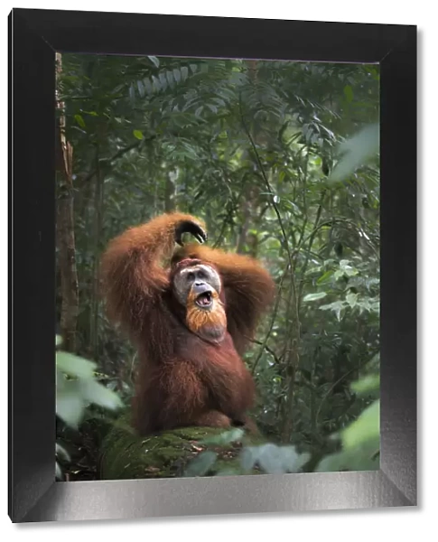 Sumatran orangutan sitting on a log in Gunung Leuser National Park, Northern Sumatra