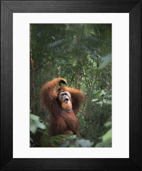 Framed Print : Sumatran orangutan sitting on a log in Gunung Leuser National Park, Northern Sumatra Framed Print : Sumatran orangutan sitting on a log in Gunung Leuser National Park, Northern Sumatra