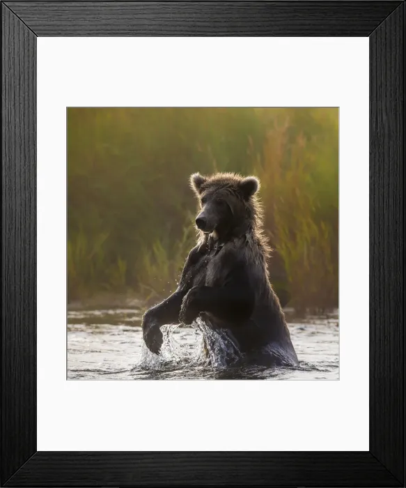 Framed Print : Brown bear (Ursus arctos alascensis), Brooks Lake, Katmai National Park and Preserve Framed Print : Brown bear (Ursus arctos alascensis), Brooks Lake, Katmai National Park and Preserve