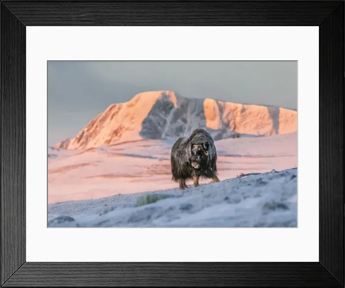 Framed Print : Musk Oxen in Dovrefjell National Park, Oppdal, Norway Framed Print : Musk Oxen in Dovrefjell National Park, Oppdal, Norway