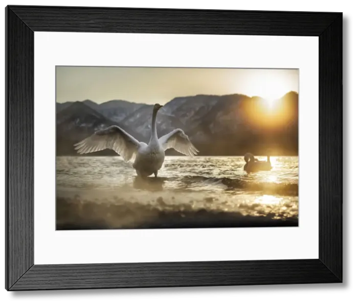 Framed Print : Whooper swan in Lake Kussharo, Hokkaido, Japan Framed Print : Whooper swan in Lake Kussharo, Hokkaido, Japan