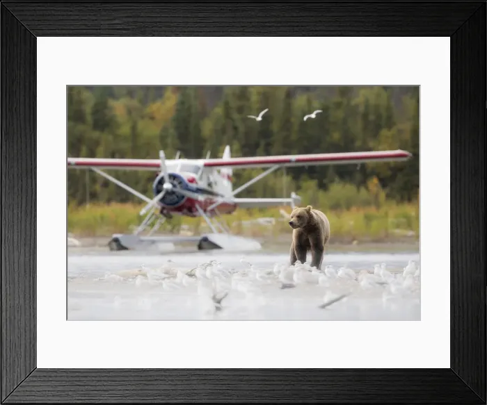 Framed Print : Brown bear (Ursus arctos alascensis), Brooks Lake, Katmai National Park and Preserve Framed Print : Brown bear (Ursus arctos alascensis), Brooks Lake, Katmai National Park and Preserve