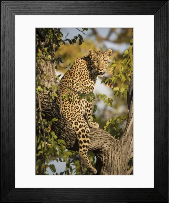 Framed Print : African leopard posing on three in Xakanaxa area, Moremi game reserve Framed Print : African leopard posing on three in Xakanaxa area, Moremi game reserve