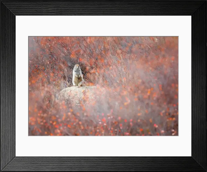 Framed Print : Artctic ground squirrel, Denali National Park, Alaska, United States of America Framed Print : Artctic ground squirrel, Denali National Park, Alaska, United States of America