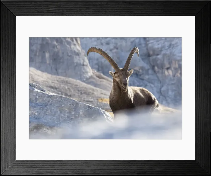 Framed Print : Europe, Italy, Veneto, Cadore, Auronzo. Alpine ibex (Capra ibex) Framed Print : Europe, Italy, Veneto, Cadore, Auronzo. Alpine ibex (Capra ibex)