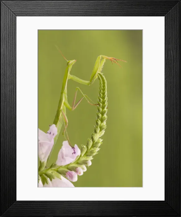 Framed Print : A mantis placed on the stem of a flower. Montevecchia, Lecco, Lombardy, Italy, Europe Framed Print : A mantis placed on the stem of a flower. Montevecchia, Lecco, Lombardy, Italy, Europe
