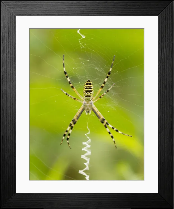 Framed Print : Argiope fasciata or Argiope Bruennuchi at the center of its cobweb is waiting for prey Framed Print : Argiope fasciata or Argiope Bruennuchi at the center of its cobweb is waiting for prey