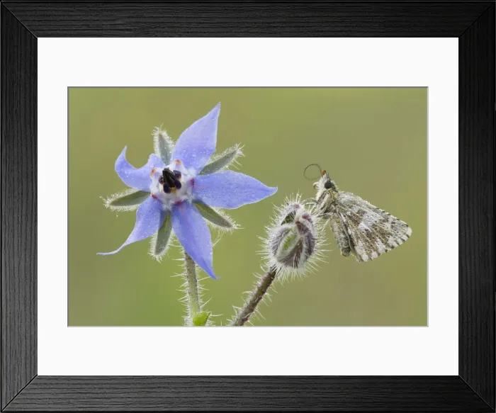 Framed Print : The pirgus malvae butterfly rest on a flower bud of a Borago officinalis. LombardY, Italy Framed Print : The pirgus malvae butterfly rest on a flower bud of a Borago officinalis. LombardY, Italy