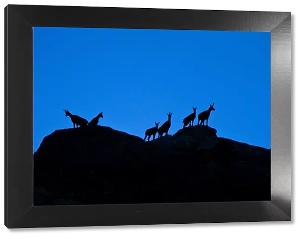 Group of ibex in silhouette over the rocks. Lombardy, Italy