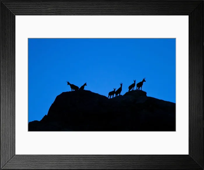 Framed Print : Group of ibex in silhouette over the rocks. Lombardy, Italy Framed Print : Group of ibex in silhouette over the rocks. Lombardy, Italy