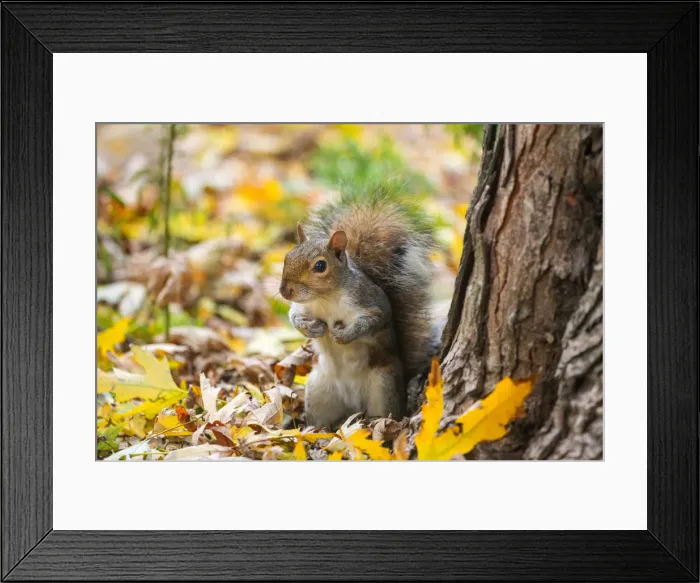 Framed Print : Grey squirrel. Alps, Piedmont, Italy Framed Print : Grey squirrel. Alps, Piedmont, Italy