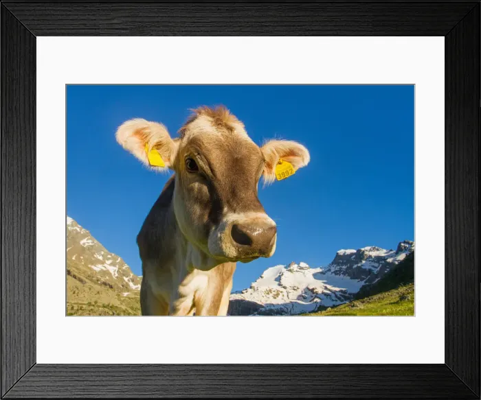 Framed Print : A mountain cow in summer. Lombardy, Italy Framed Print : A mountain cow in summer. Lombardy, Italy