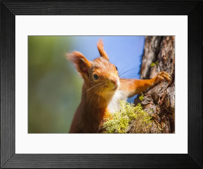 Framed Print : Red squirrel. Alps, Lombardy, Italy Framed Print : Red squirrel. Alps, Lombardy, Italy