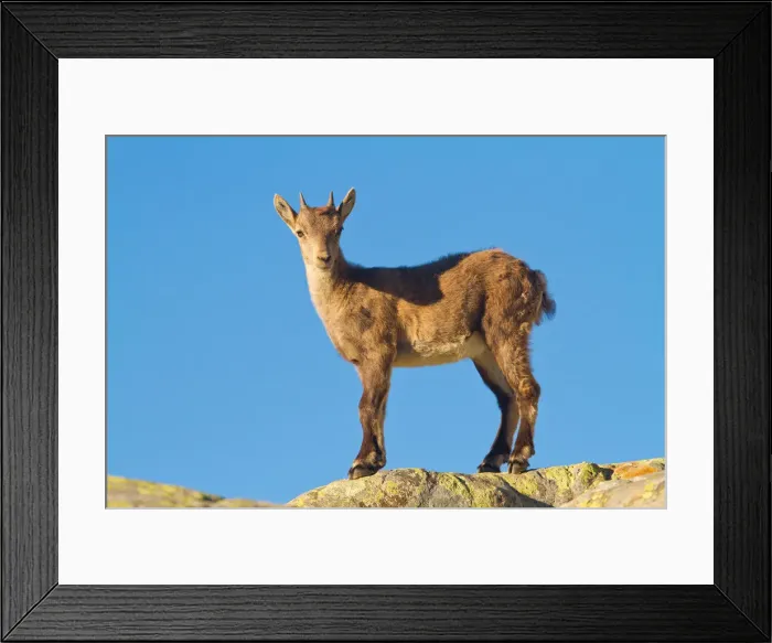 Framed Print : Puppy ibex on the rocks. Lombardy, Italy