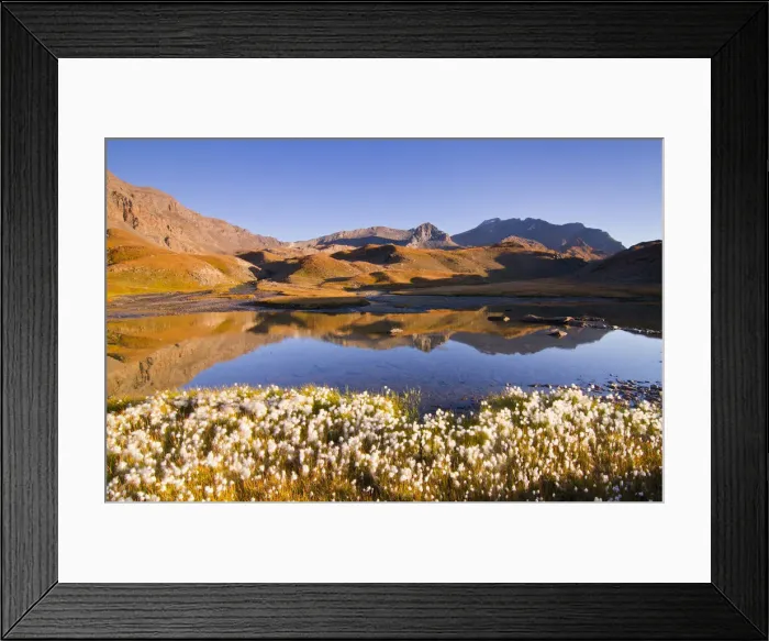 Framed Print : Eriophorum blooming at Nivolet. Rosset lakes, Nivolet Hill, Gran Paradiso national park Framed Print : Eriophorum blooming at Nivolet. Rosset lakes, Nivolet Hill, Gran Paradiso national park